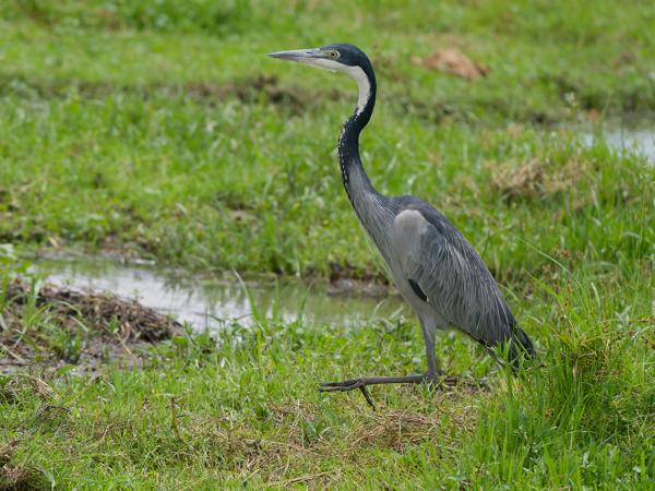 <h3><a href="/trips/tanzania/biota/animalia/chordata/aves/015 pelecaniformes/002 ardeidae/ardea melanocephala/ardea melanocephala-nl.html">Ardea&nbsp;melanocephala</a> / Black‑headed&nbsp;heron / Zwartkopreiger</h3>OM-1 Mark II met OLYMPUS M.150-400mm F4.5 TC, 1/2000 sec  bij F5.6, ISO 800, afstand 13.2&nbsp;m